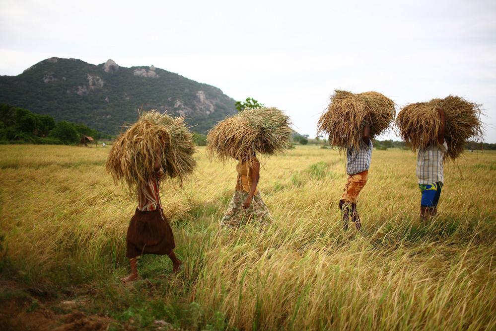 ROOTS Project – The Gambia (IFAD)